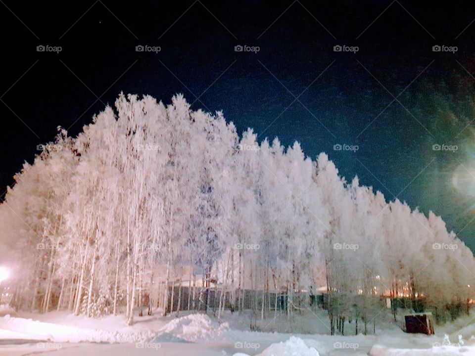 frosty tree in the morning