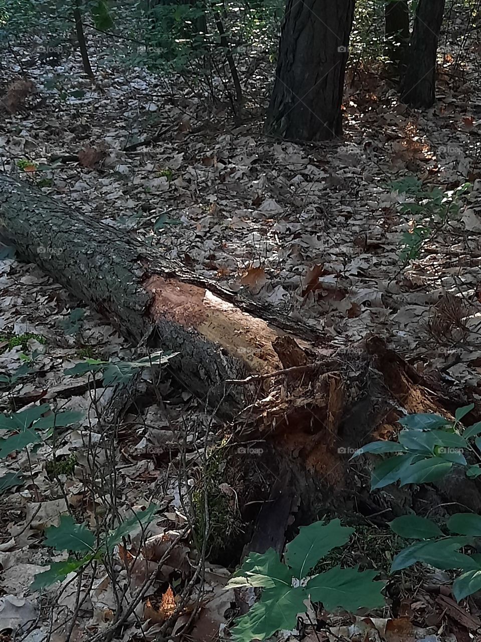 fallen tree left in woodland at early morning