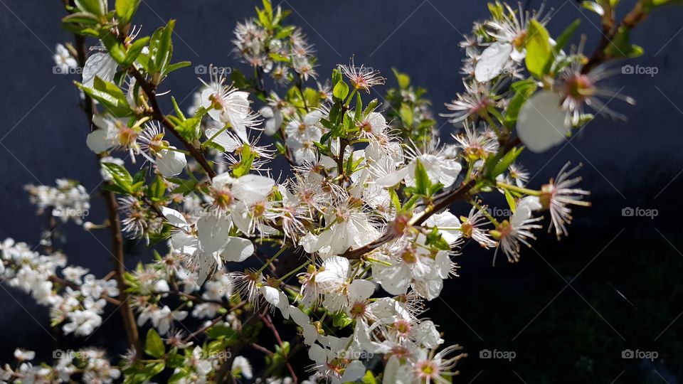 Lovely flowers from a almond tree