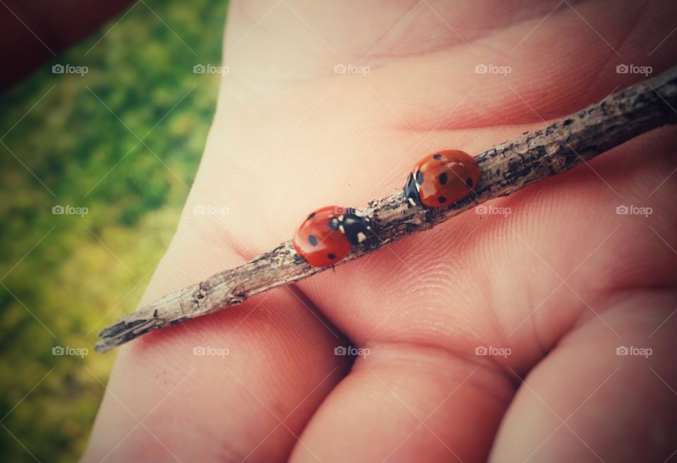 Two Ladybugs on a Stick in a Hand on the Grass