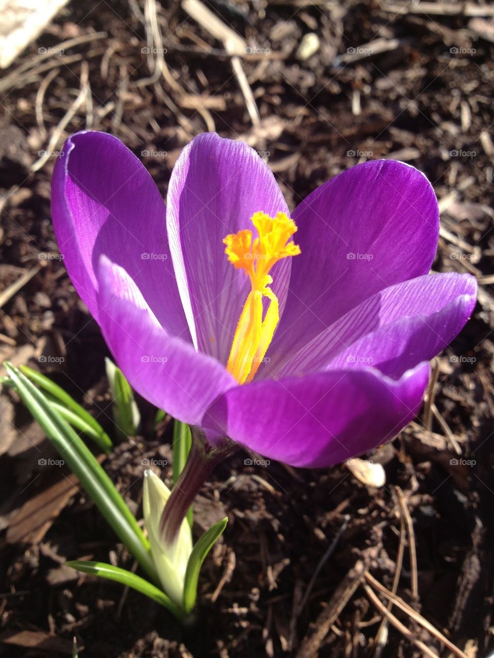 Crocus
