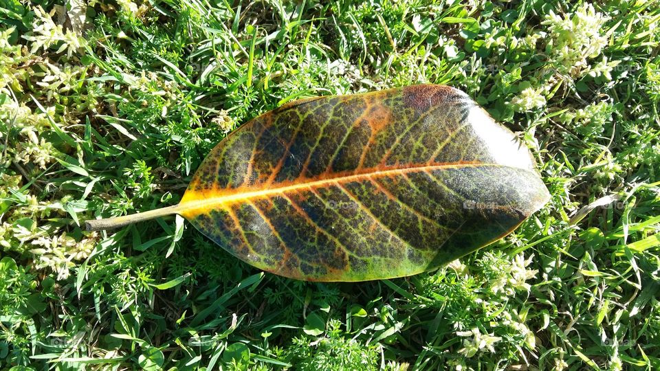 Lone leaf on grass