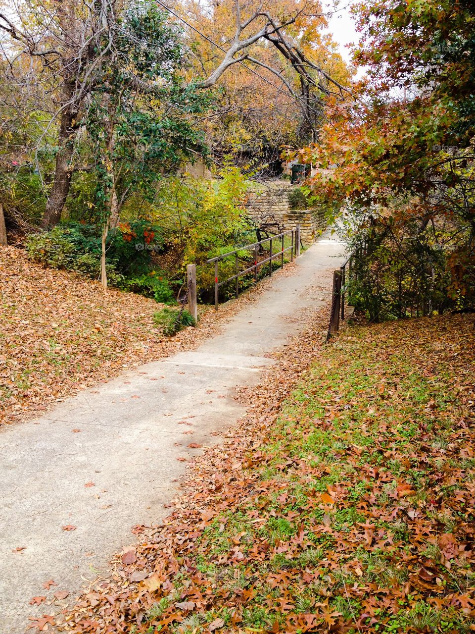 View of footpath in forest during autumn