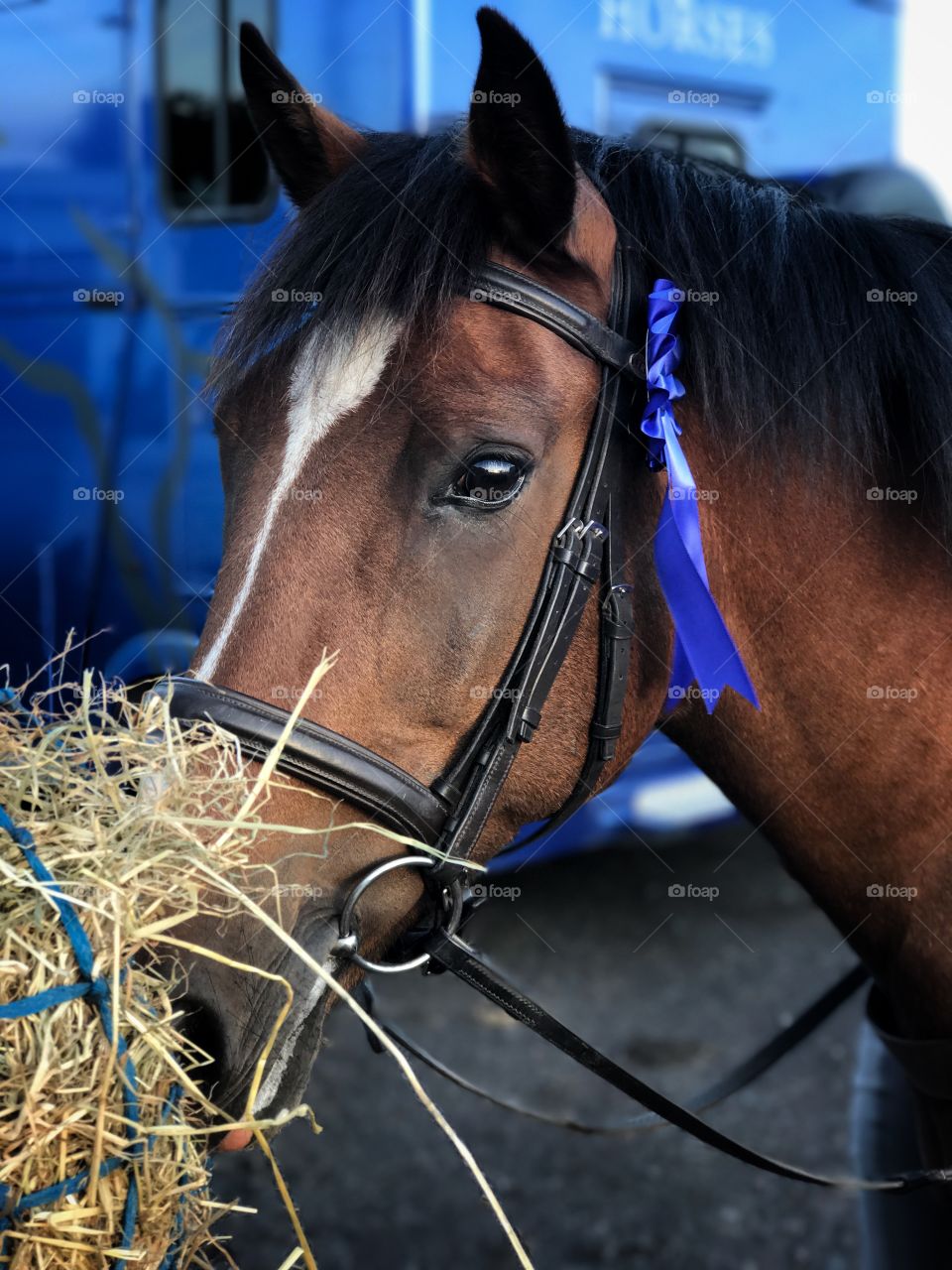 Horse portrait with rosette. 