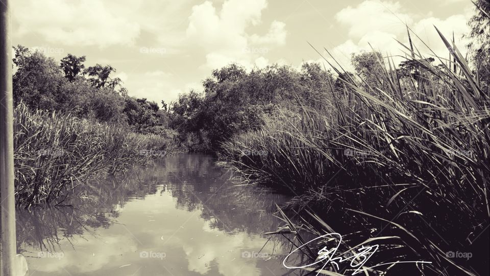 The Bayou of the Mind
