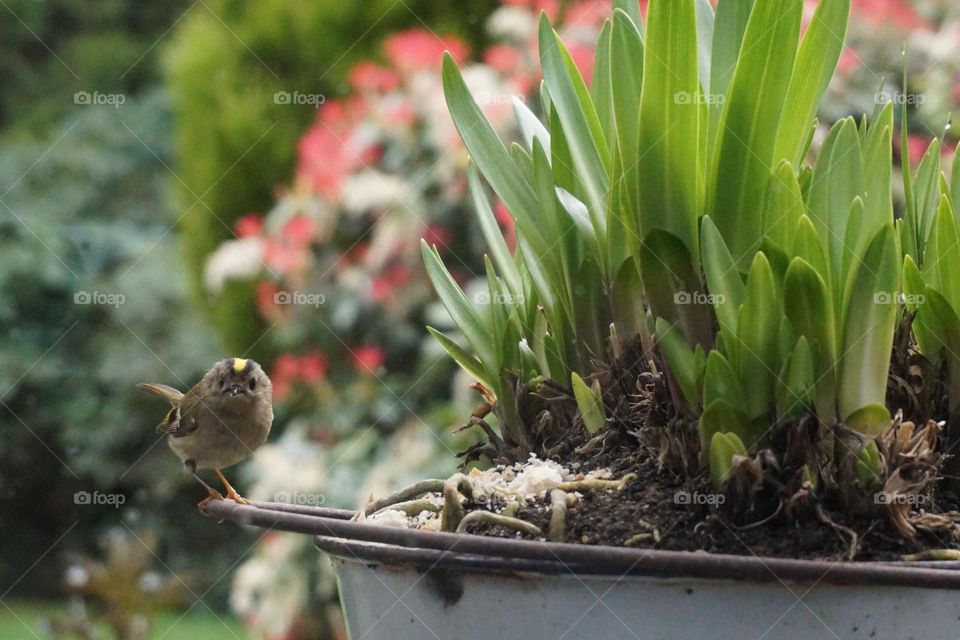 Little baby bird (I think it may be a Goldcrest UK’s tiniest bird weighing only 5gramms !) loves to sit on the handle of an old bucket I use to grow agapanthus … it’s just beginning to shoot up 💚