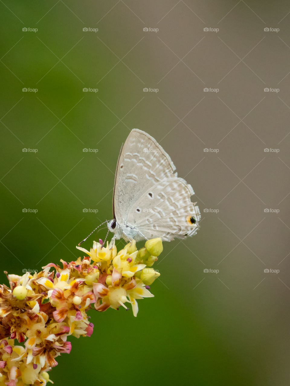 Beautiful Butterfly