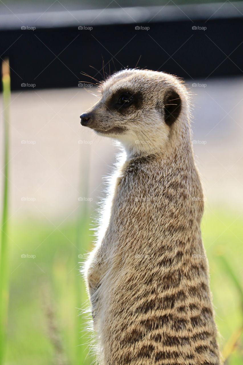 South African Meerkat standing, guarding, otherwise known as Suricate, mongoose family, closeup