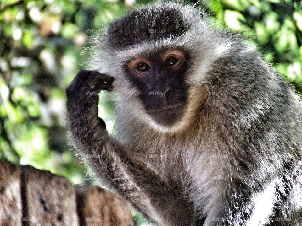 Monkey photo capturing their curious nature.