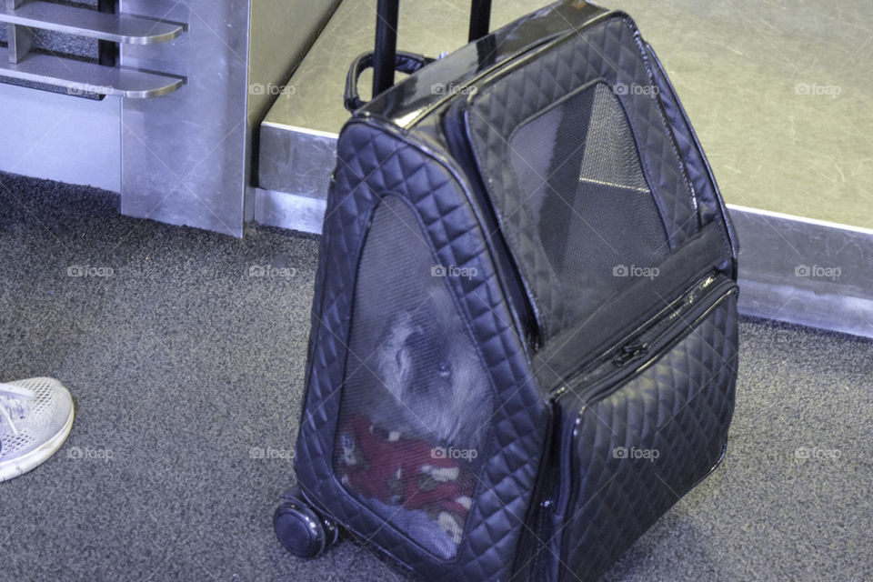 A dog inside the carry-on bag at the airport