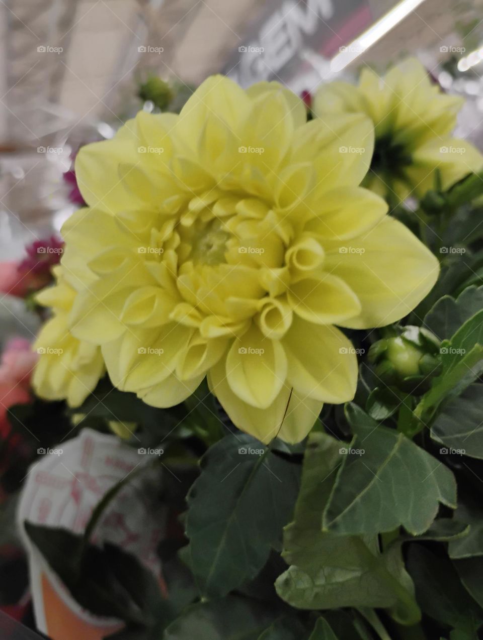 Flor Dália amarela. A dália é uma planta ornamental, nativa do México e foi cultivada pelos povos indígenas da região há séculos. No entanto, foi apenas no século XVIII, as dálias foram levadas para a Europa, sua popularidade cresceu rapidamente