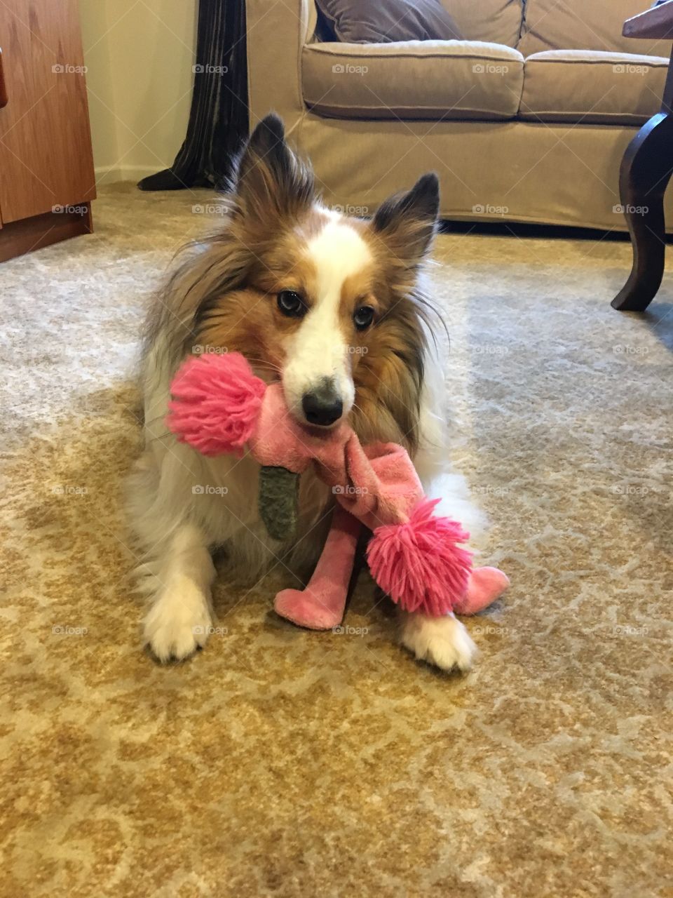 Sheltie 