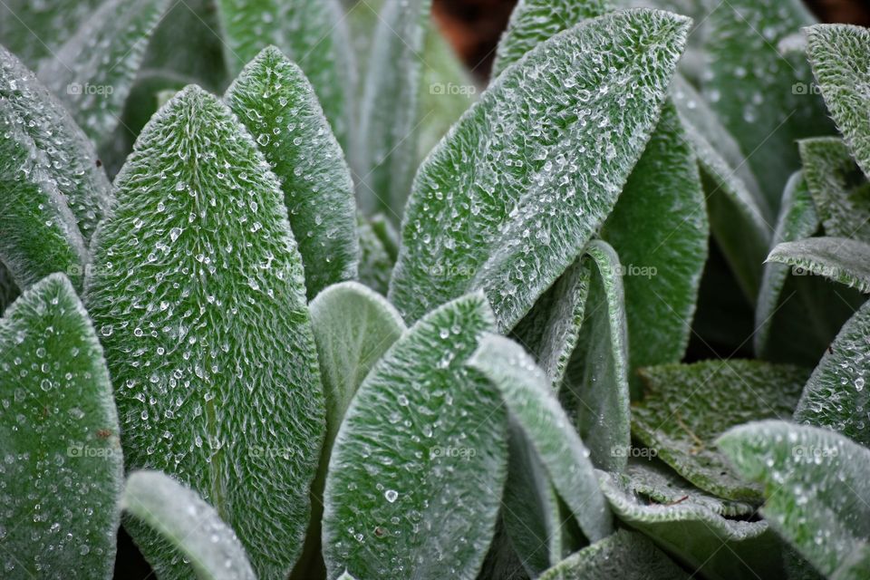 Green plant/Planta verde.