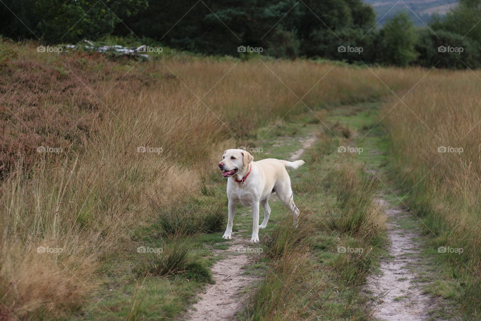 White dog on the grass