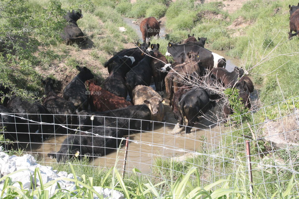 cattle in creek