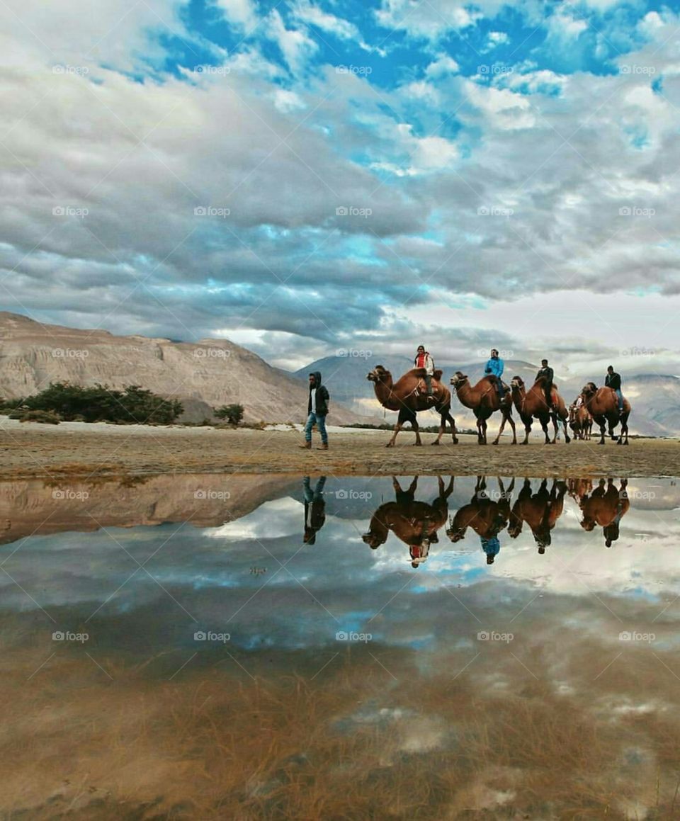 Water camels 