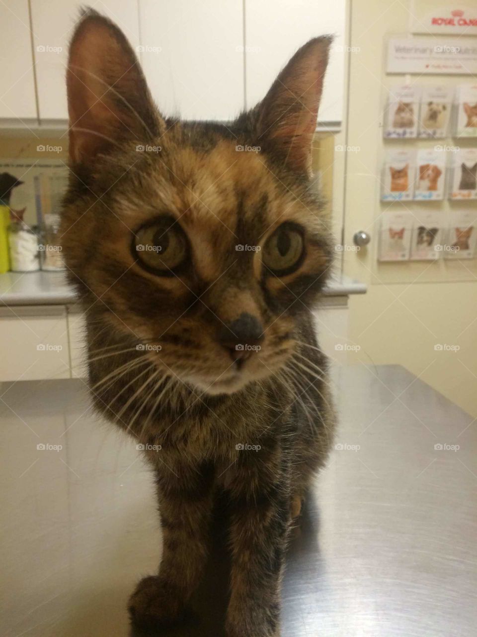 Cat, Mammal, Pet, Domestic, Animal