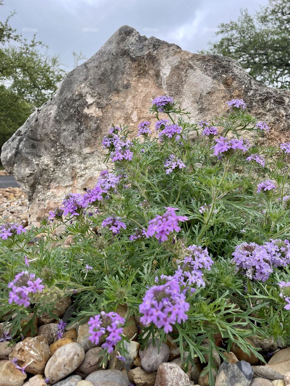 Spring time in Texas
