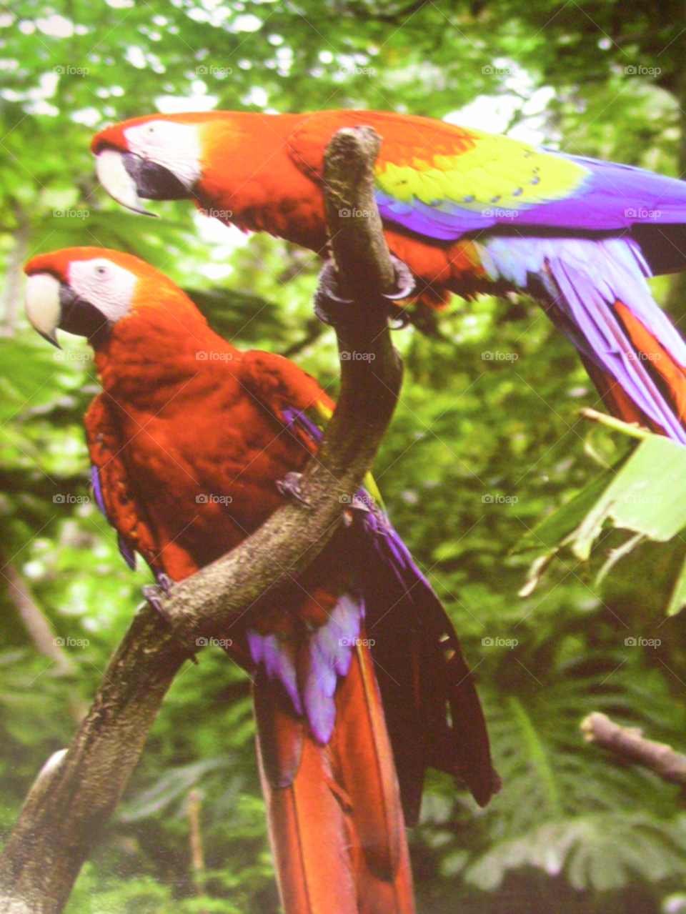 nature birds parrots tree by izabela.cib