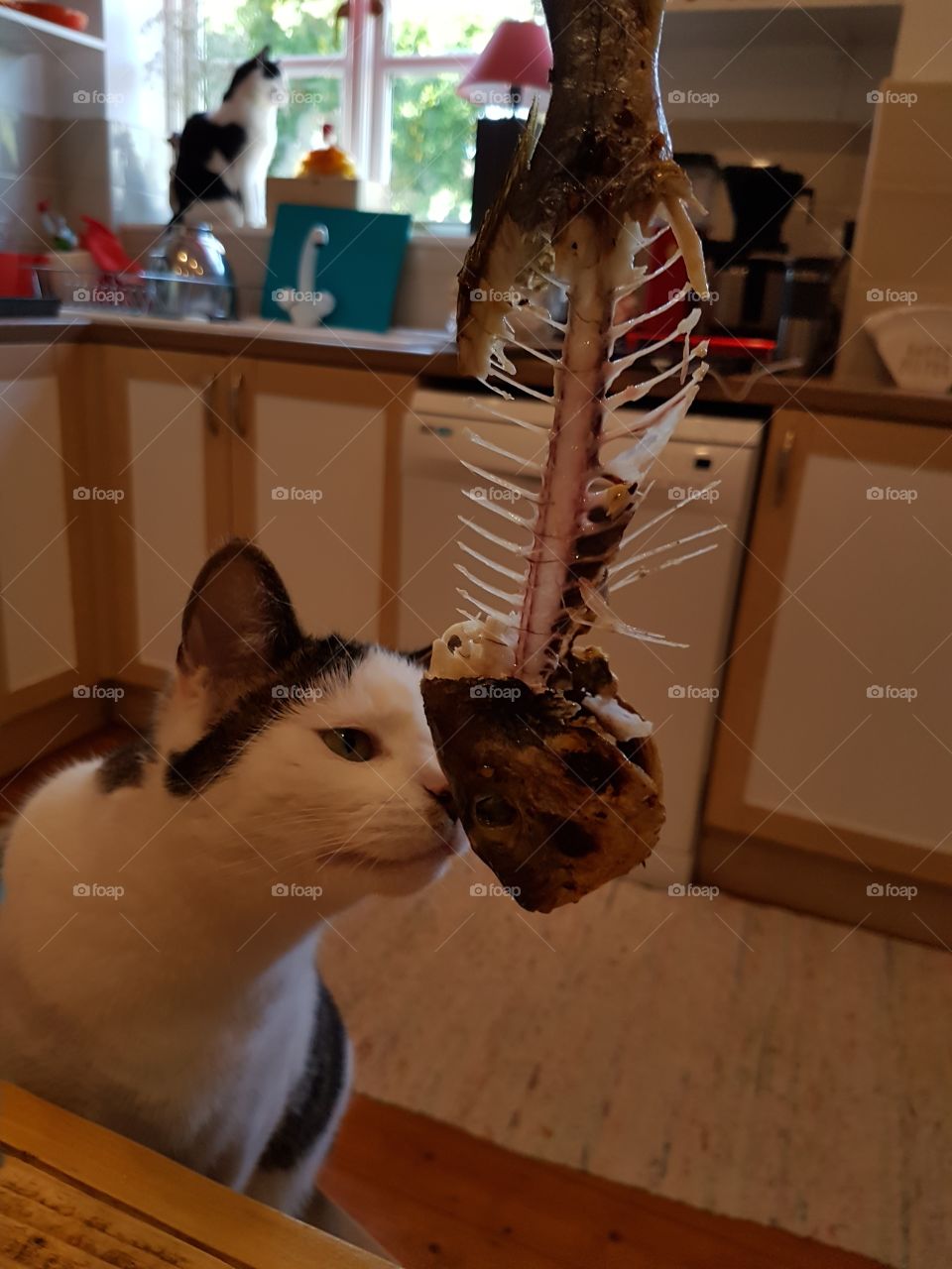 cat and fish bone
