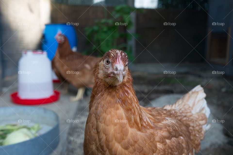 Chicken 