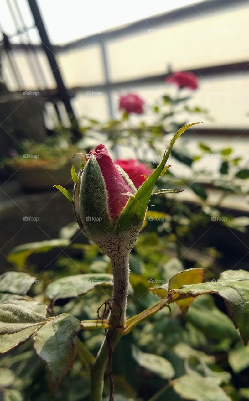The beautiful rose flower of the rose that is still open