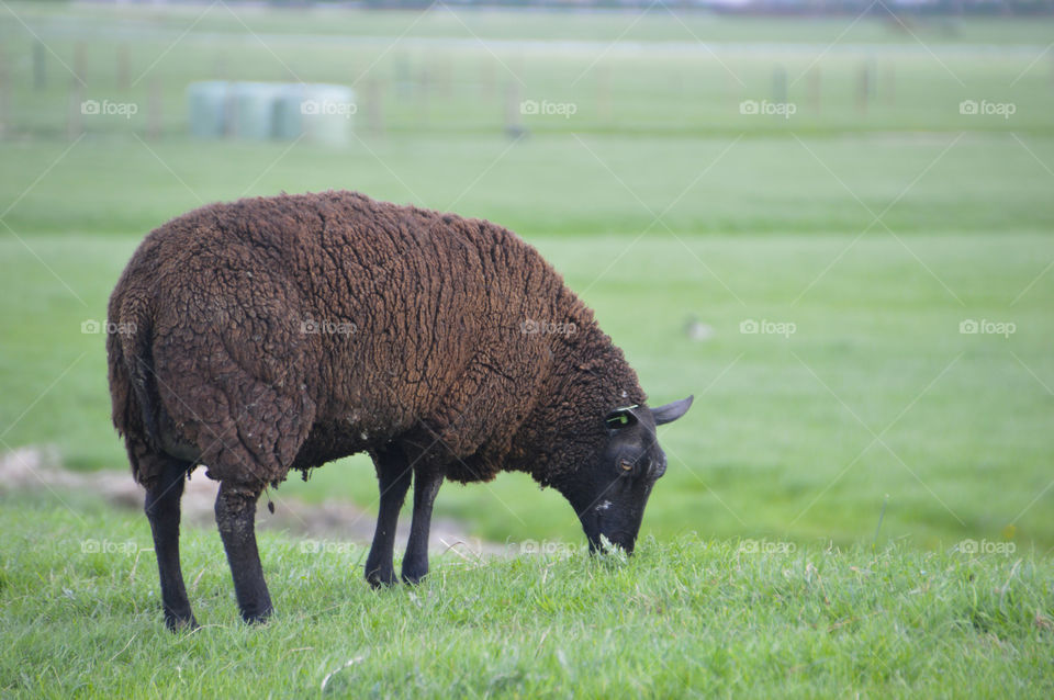 Dutch Sheep