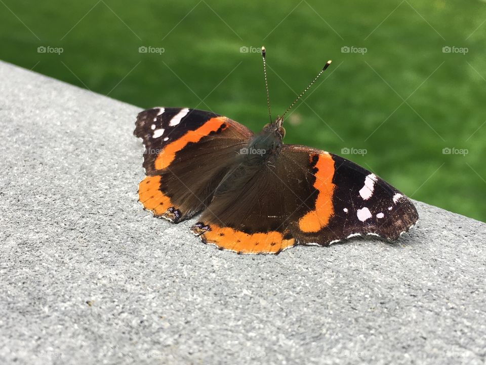 "Butterfly, butterfly, don't you fly away." -taken in the backyard of my best friend's grandparents. 