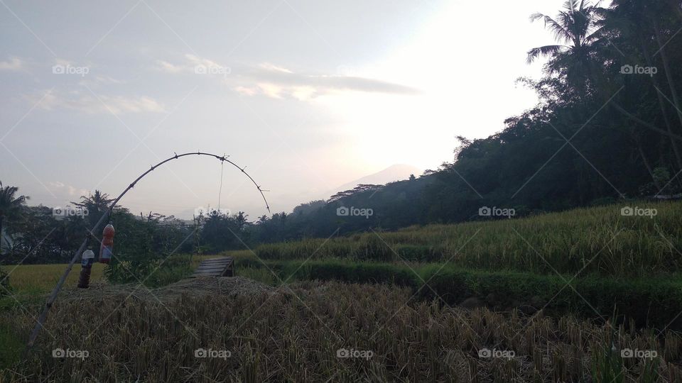 Beautiful view in the afternoon in the rice fields
