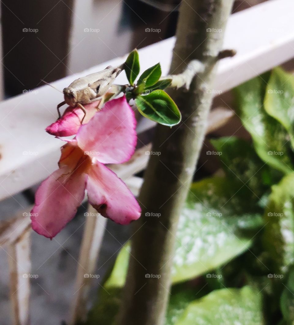 A flower being eaten by a grasshopper.