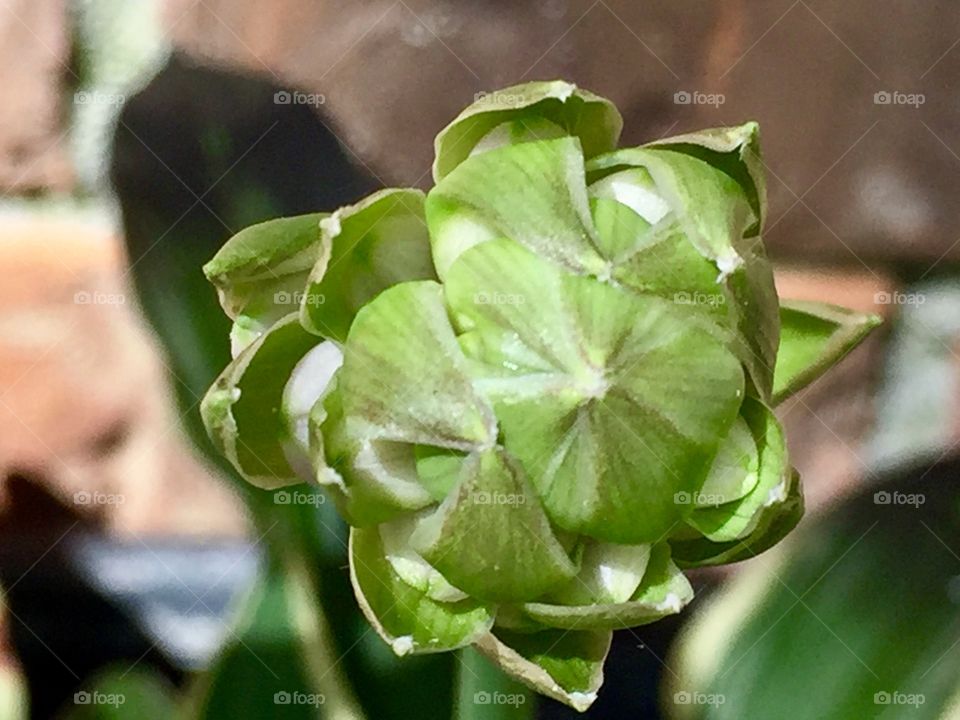 Macro Hosta flower bud 