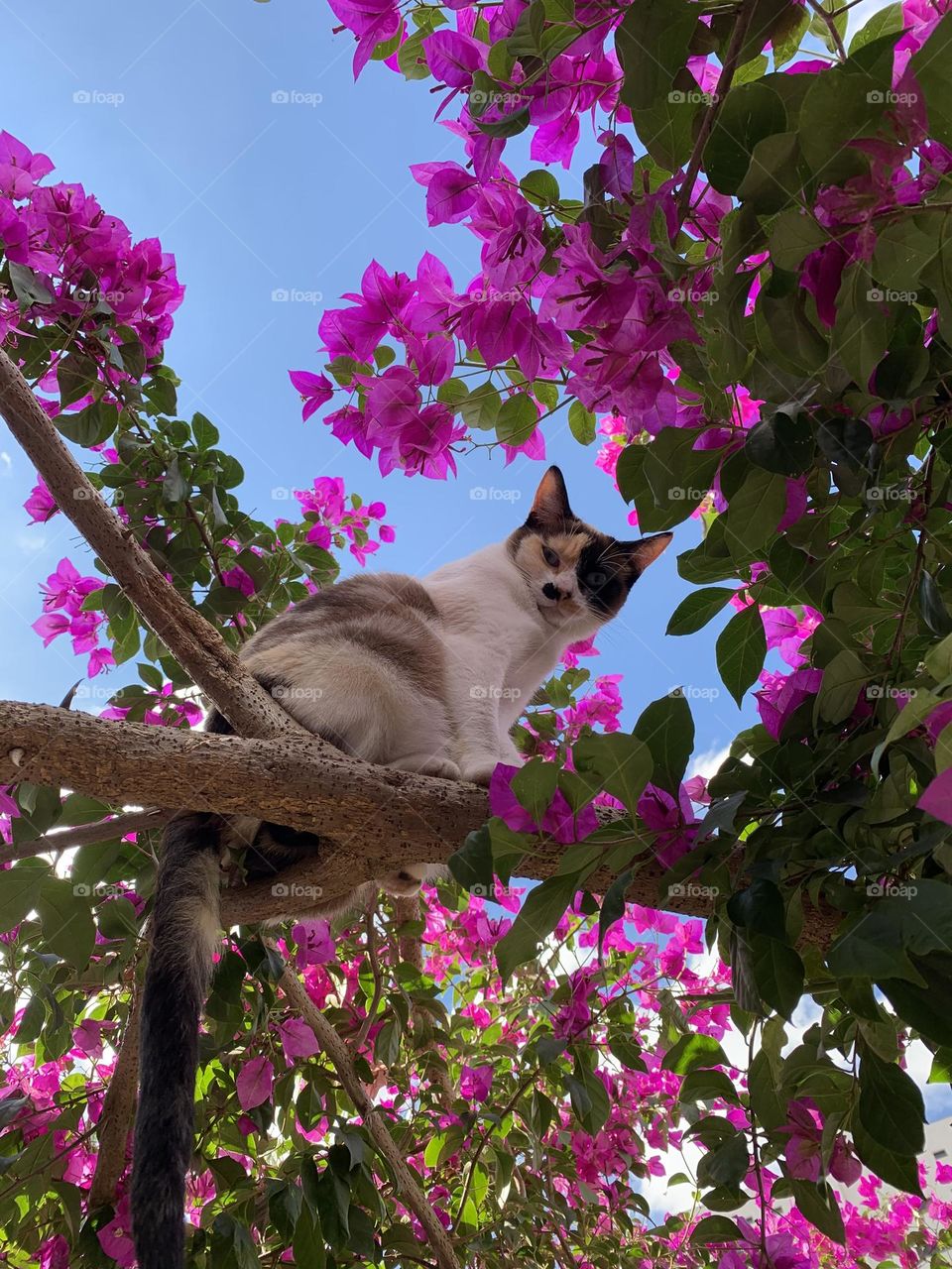 Noia in trees 