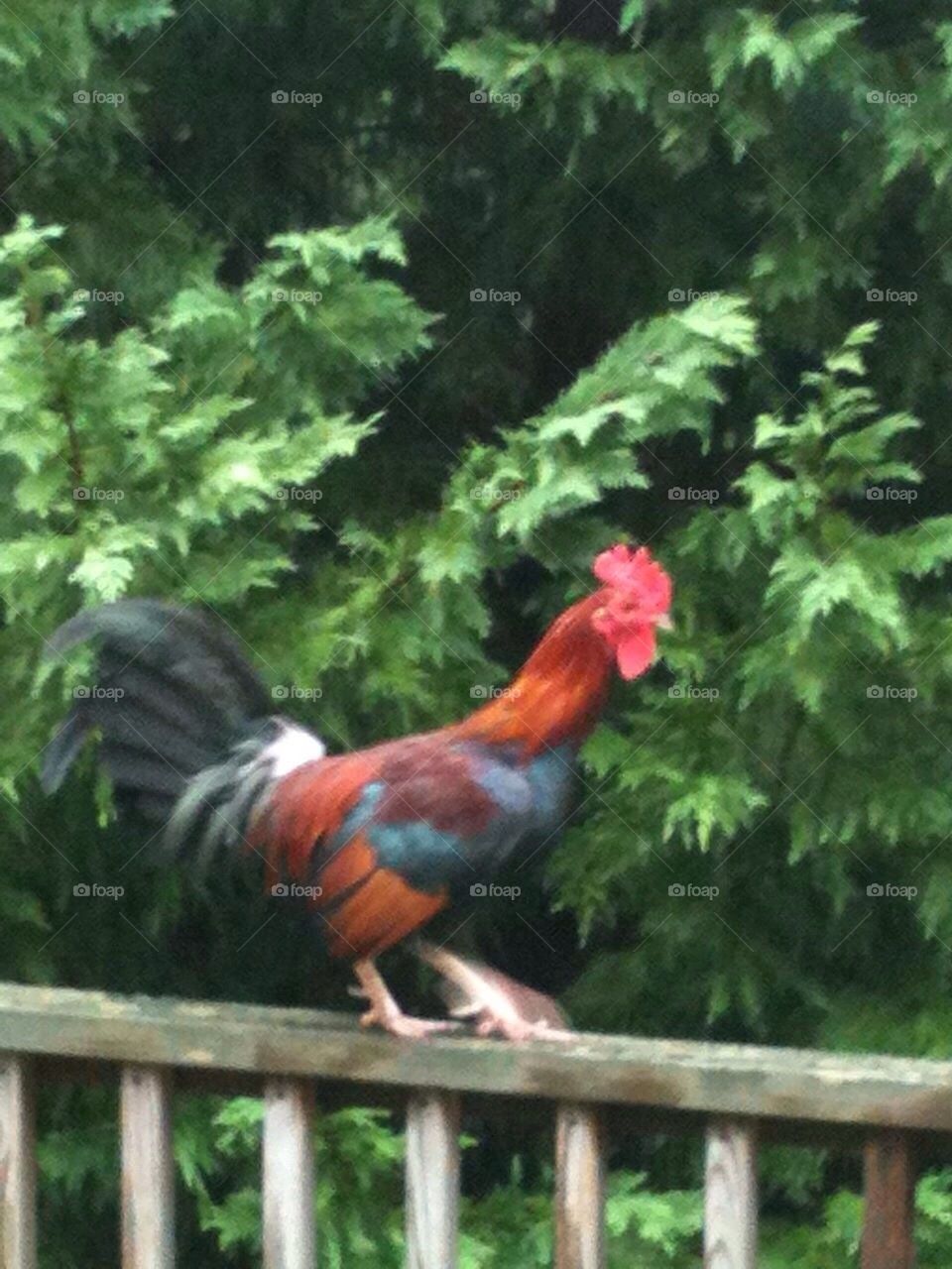 Rooster on Rail