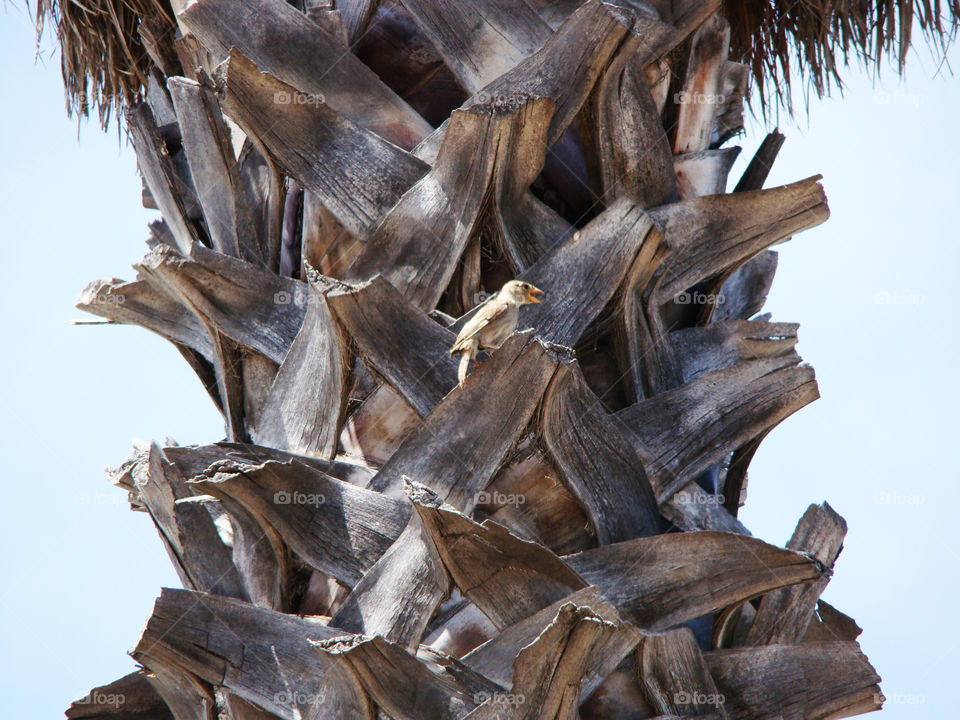 Bird in the palm tree