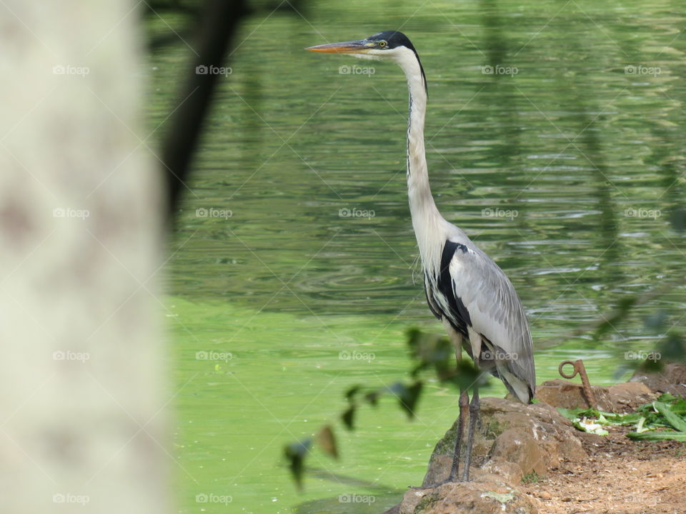 Zoológico SP