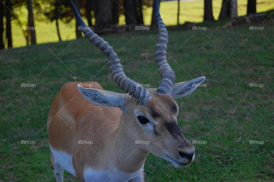 An antelope