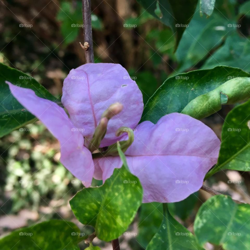 🌺Fim de #cooper!
Suado, cansado e feliz, alongando e contemplando a beleza das #flores da #primavera lilás.
🏁
#corrida #treino #flor #flowers #pétalas #pétala #jardim #jardinagem #garden #flora #run #running #esporte #alongamento