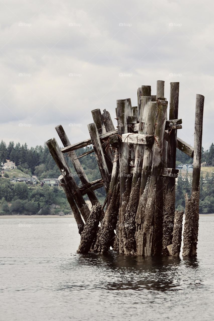 A cluster of old dock pilings stands tall at Titlow Beach, Tacoma, Washington at low tide