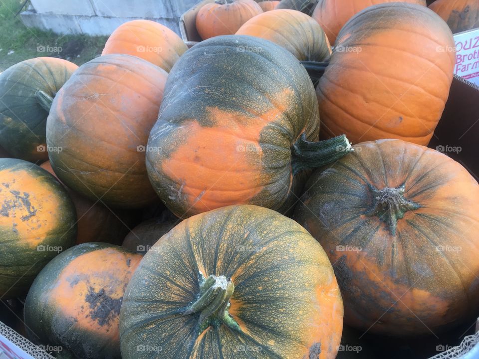 Pumpkins of all shapes colors and sizes in pile at an apple orchard in New England 