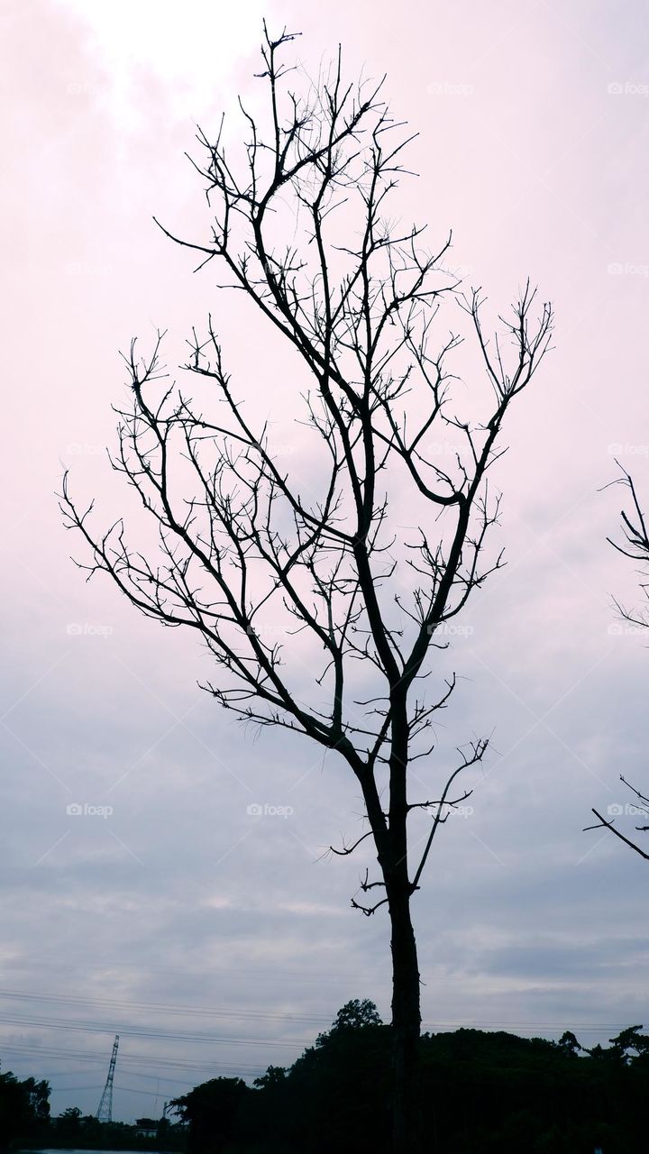 leafless