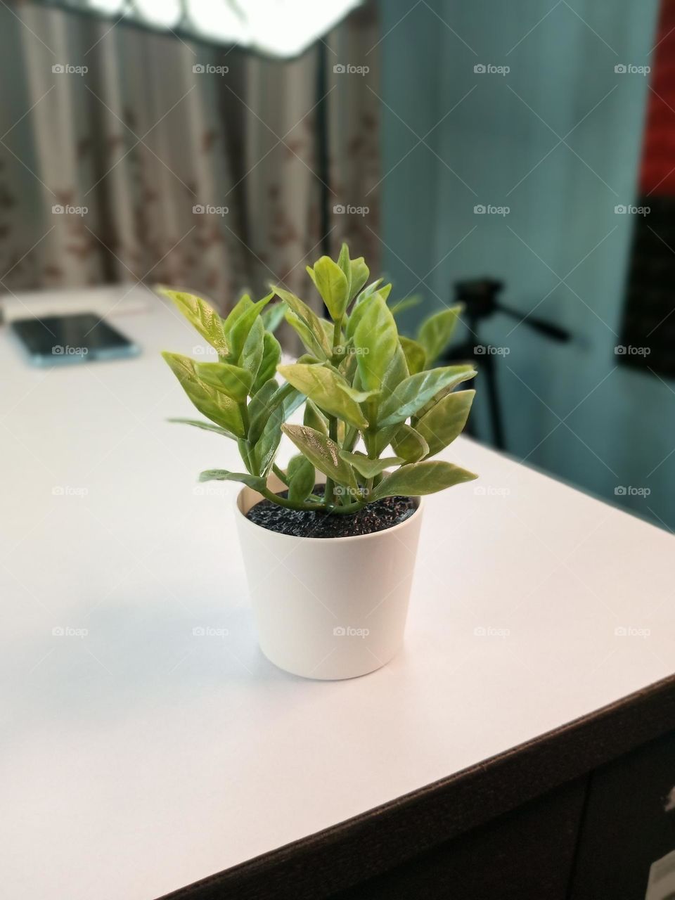 studio decoration plant