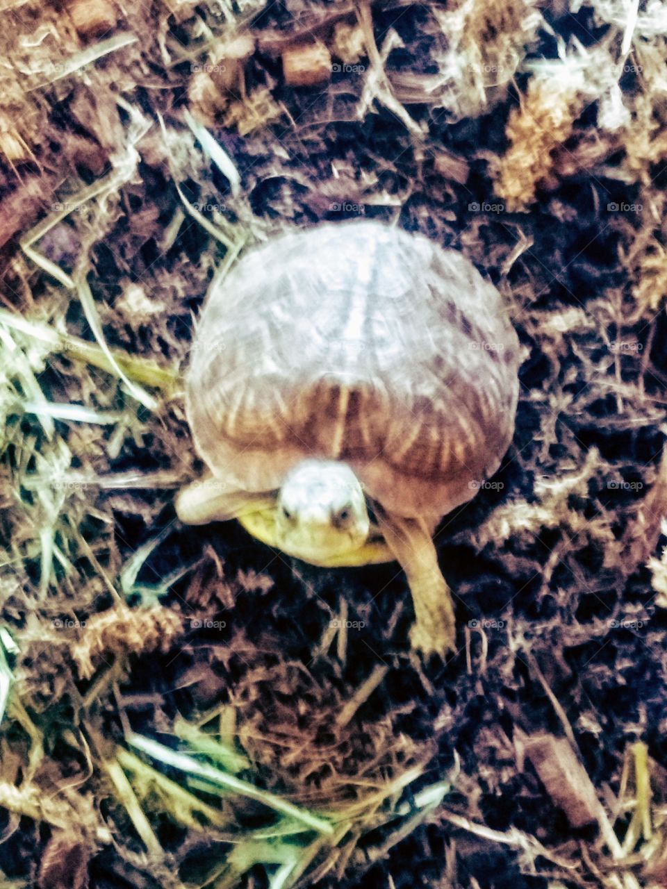 Ornate box turtle hatchling