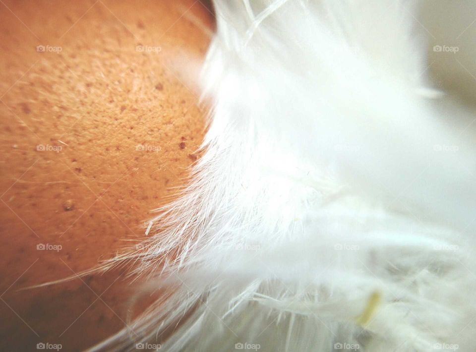 No Person, Blur, Nature, Downy, Fur