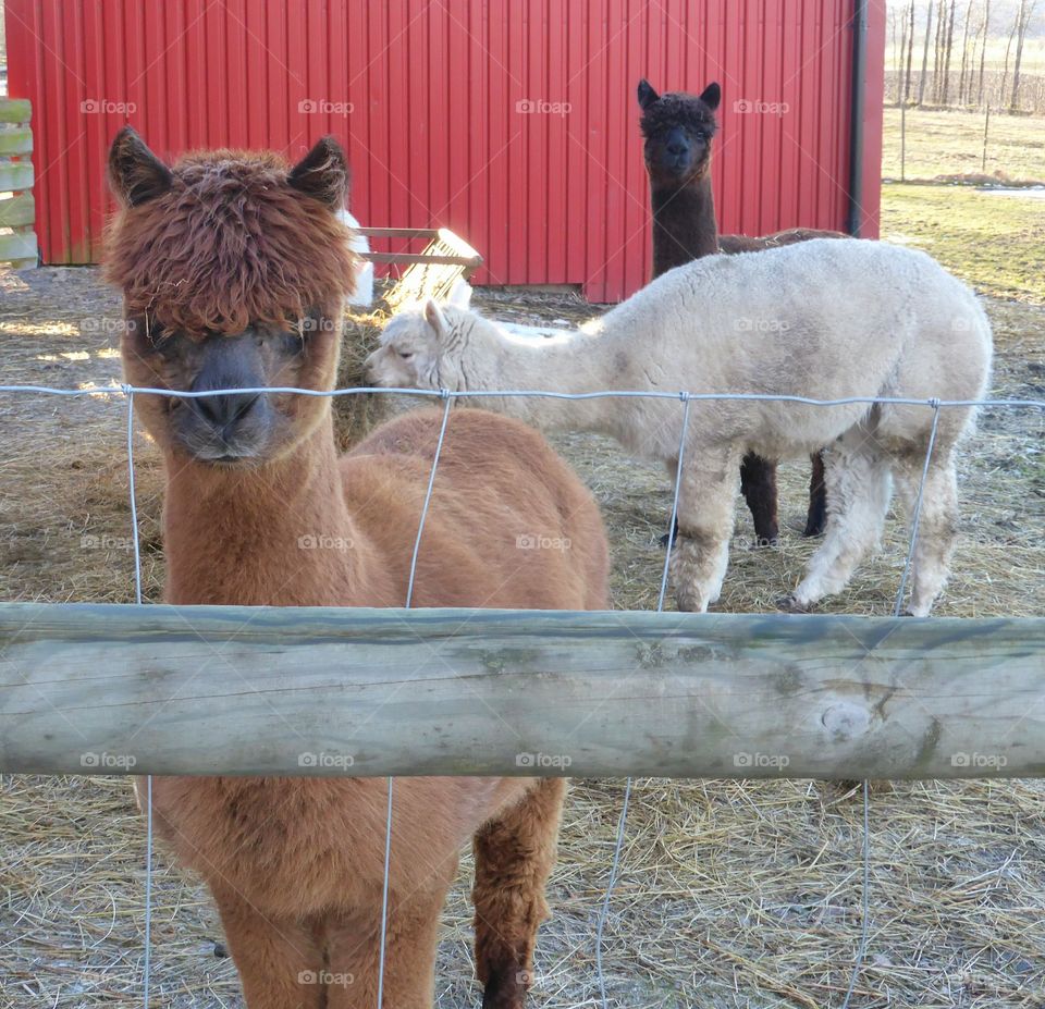 Curious Alpaca