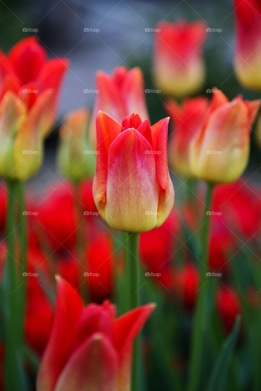 Tulips. Beautiful red tulips