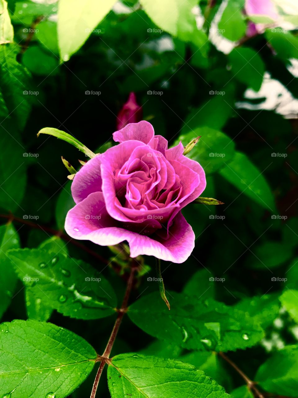 Rose