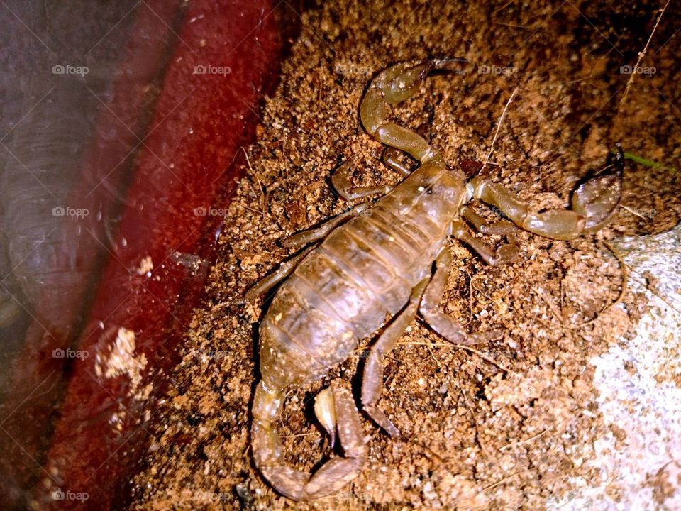 Desert Scorpion