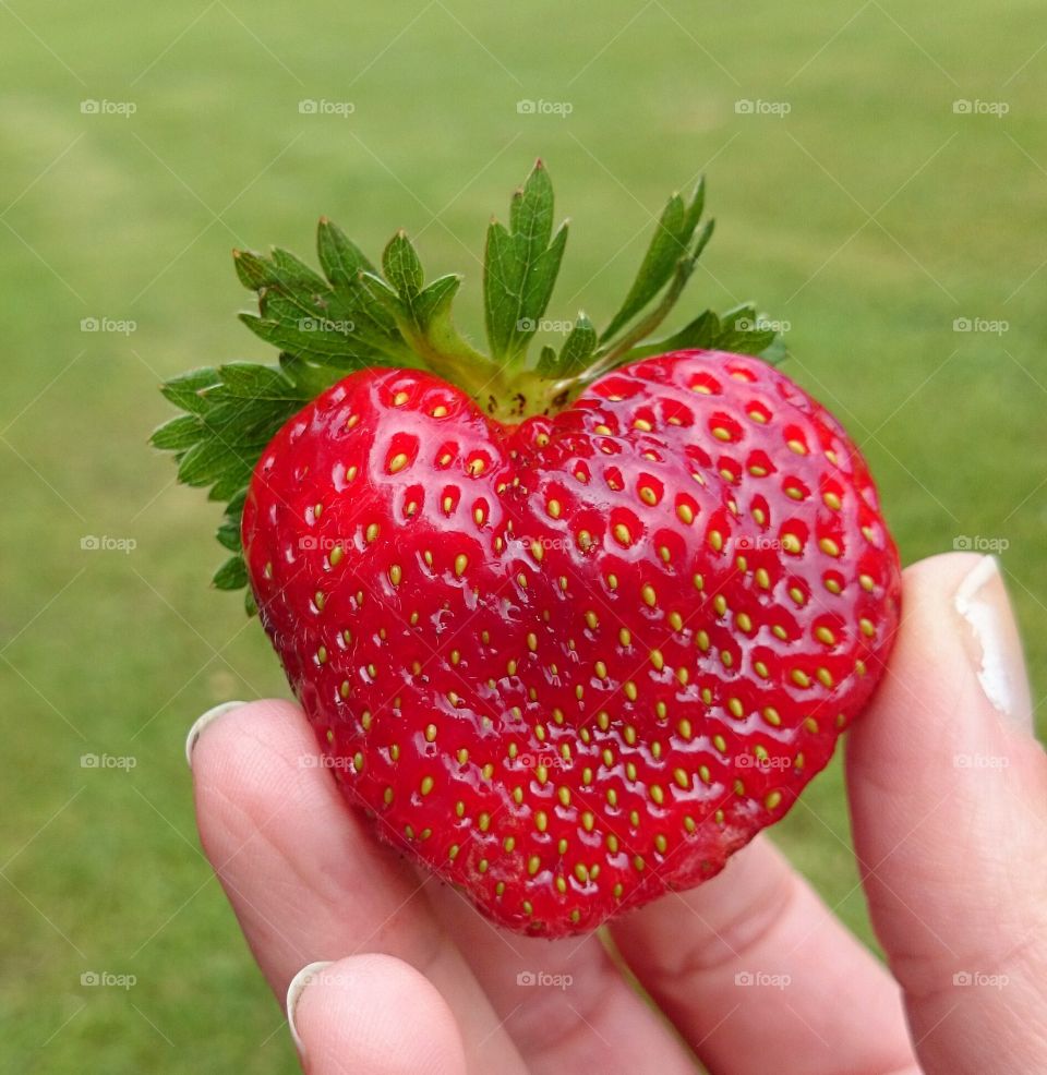 Human finger holding strawberry