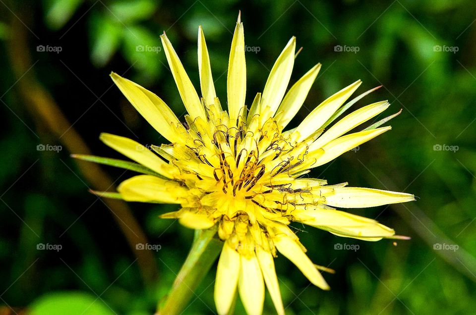 Beautiful yellow flower