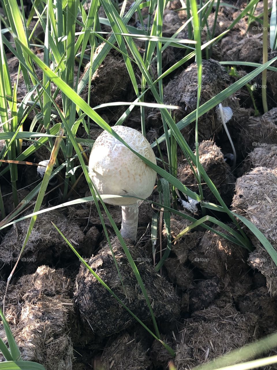Mushroom in Buffalo Dung
